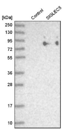 Siglec-5/CD170 Antibody, Novus Biologicals 25 μL; Unlabeled:Antibodies,